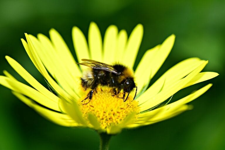Kylvä kukkaniitty – autat elintärkeitä pölyttäjiä