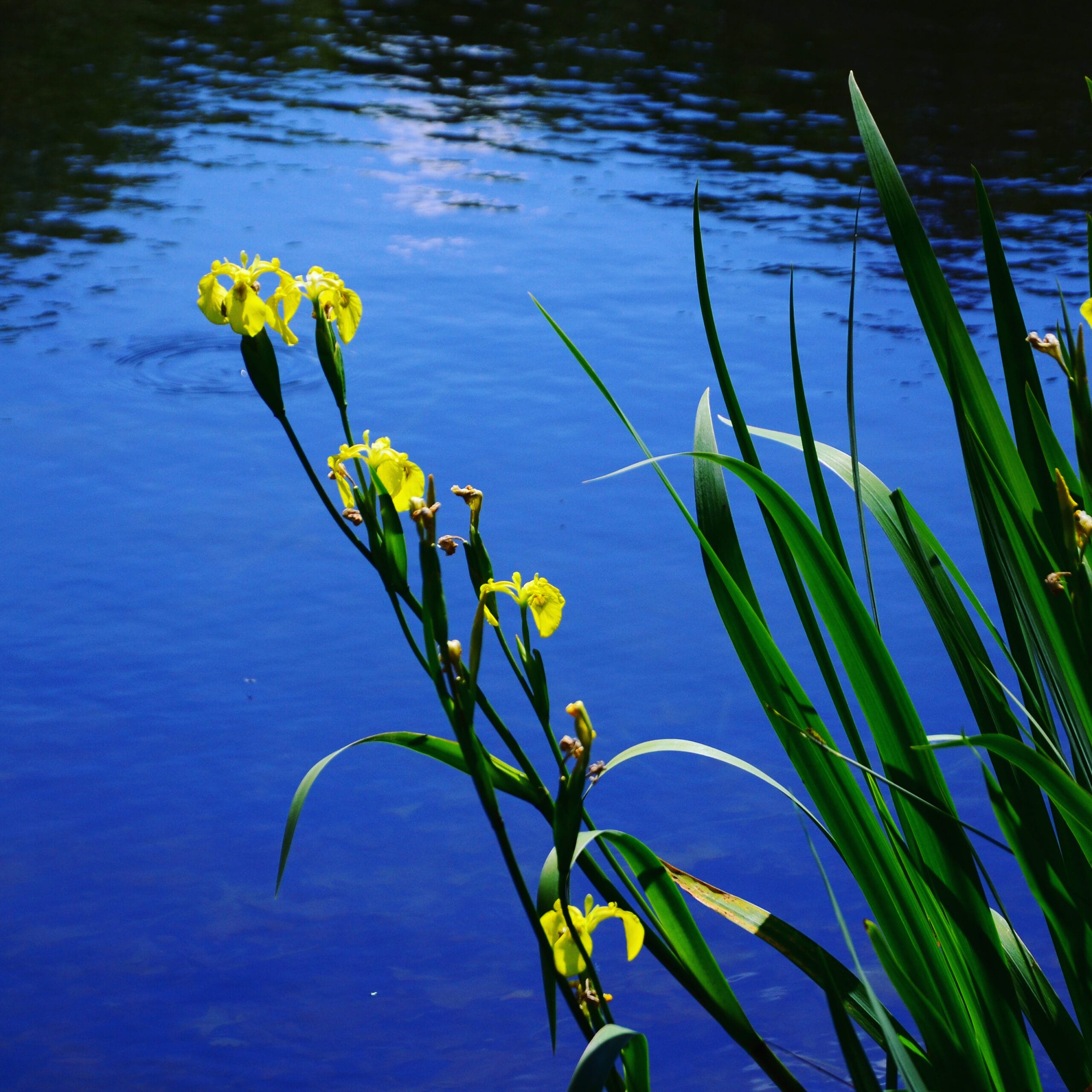 Keltakurjenmiekka (Iris pseudocorus) - keltainen - Image 3