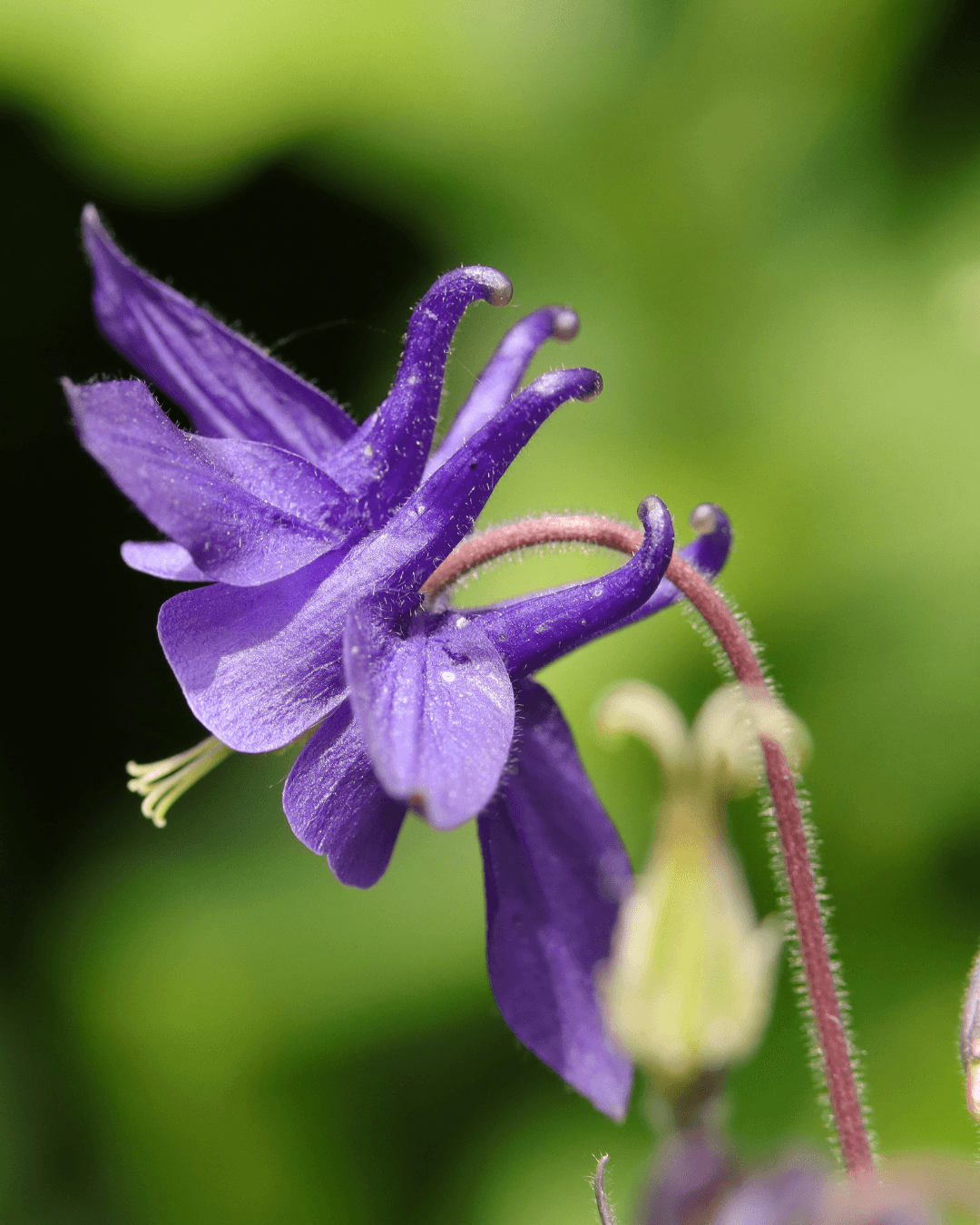 Lehtoakileija (Aquilegia vulgaris) - Image 2