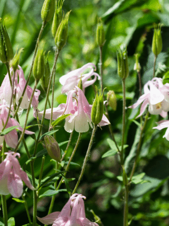 Lehtoakileija (Aquilegia vulgaris)