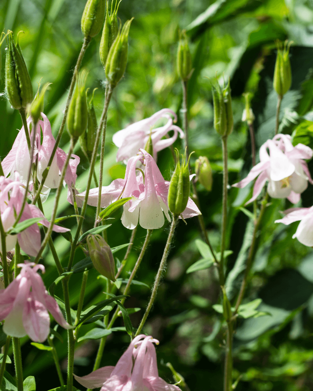 Lehtoakileija (Aquilegia vulgaris)