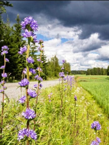 Hirvenkello (Campanula cervicaria)