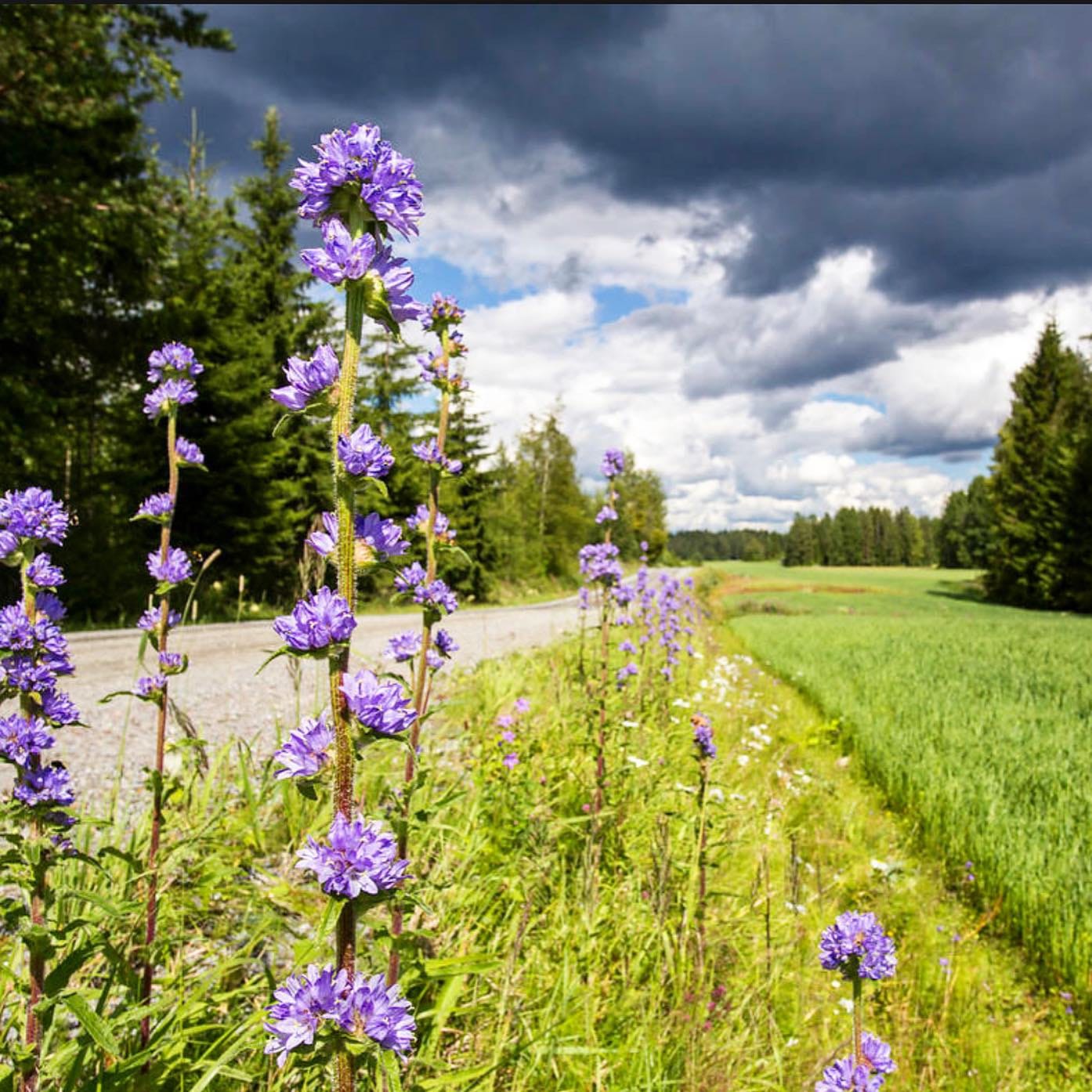 Hirvenkello (Campanula cervicaria)