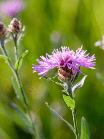 Nurmikaunokki (Centaurea phrygia)