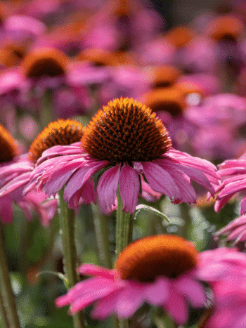 Punahattu (Echinaceae purpurea)