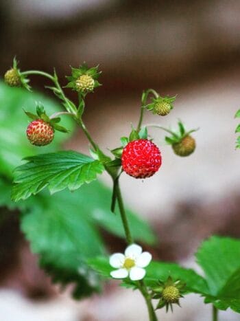 Ahomansikka, Metsämansikka, Fragaria vesca