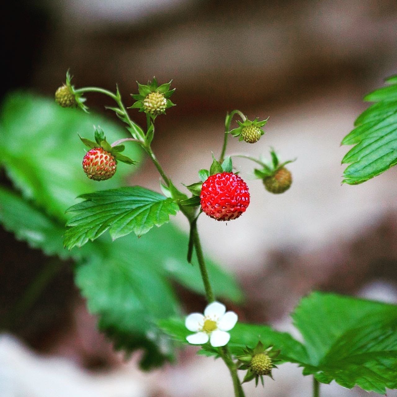 Ahomansikka, Metsämansikka, Fragaria vesca