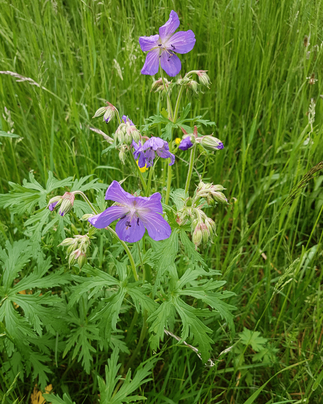 Kyläkurjenpolvi (Geranium pratense) - Image 2