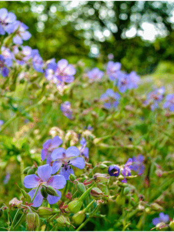 Kyläkurjenpolvi (Geranium pratense)
