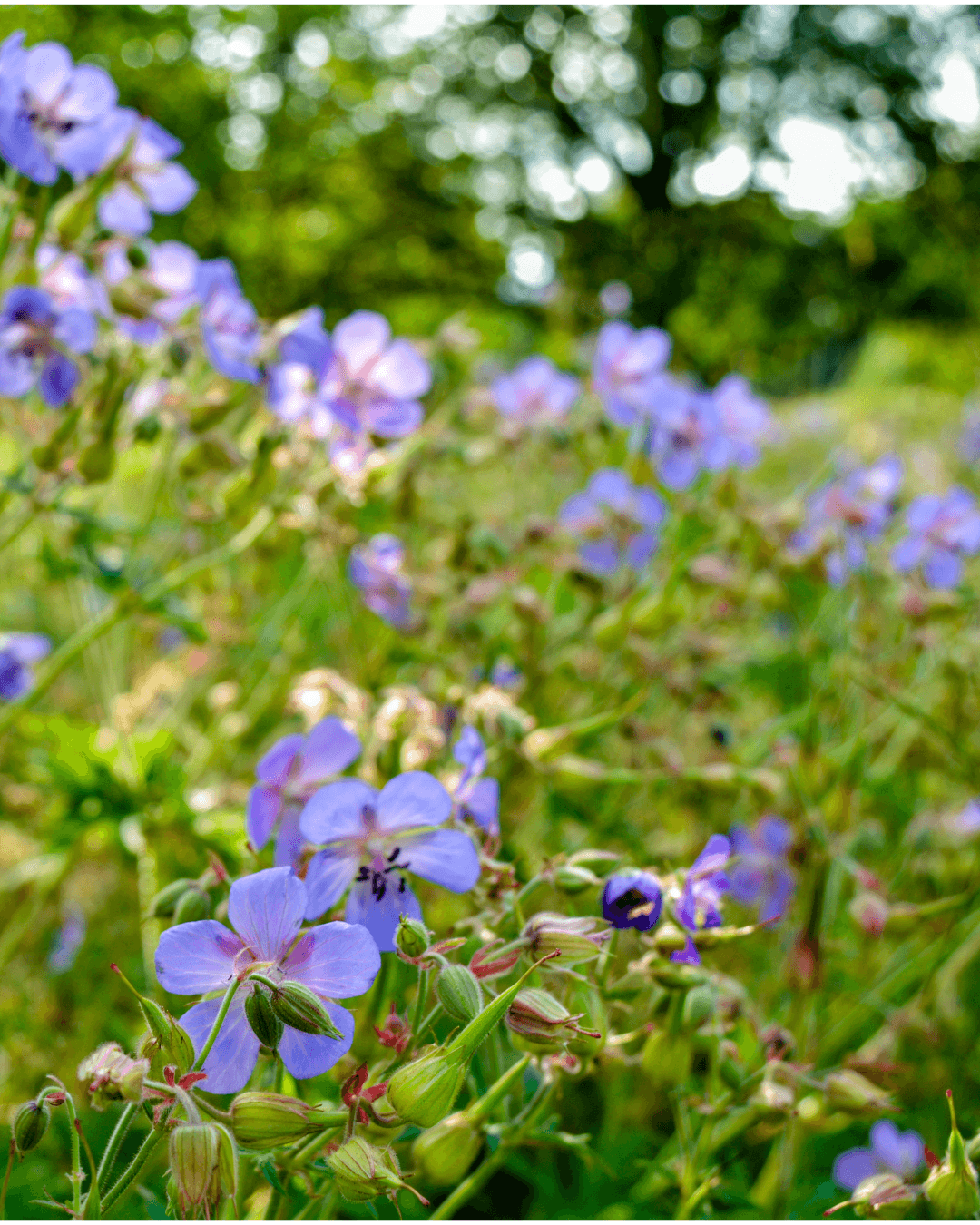 Kyläkurjenpolvi (Geranium pratense)