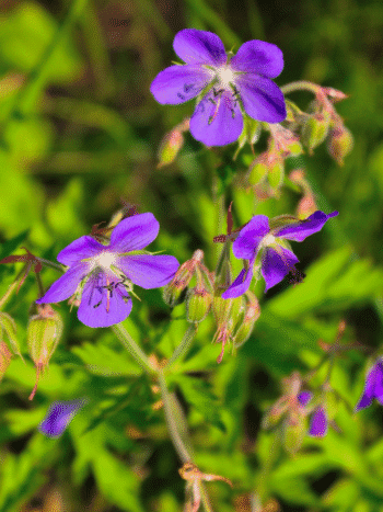 Metsäkurjenpolvi (Geranium sylvaticum)
