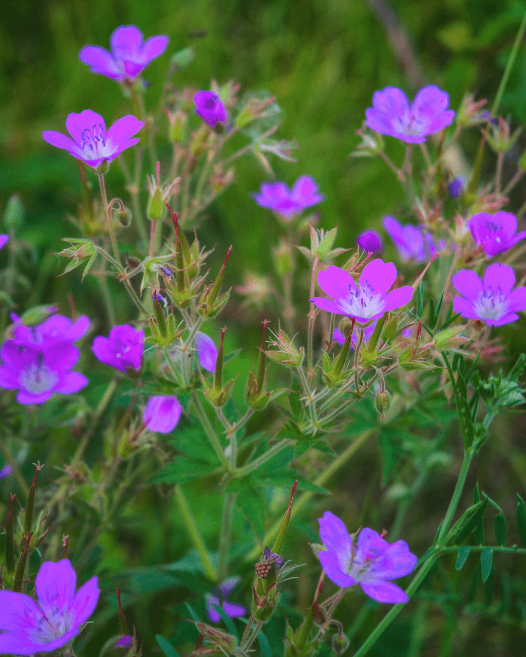 Metsäkurjenpolvi (Geranium sylvaticum) - Image 2
