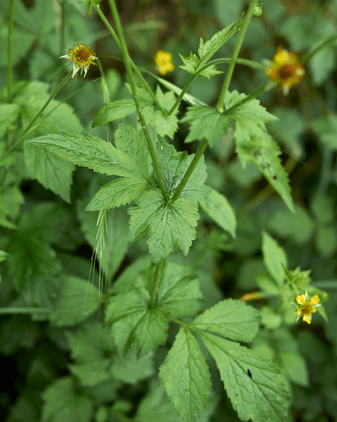 Kyläkellukka (Geum urbanum) - Image 2