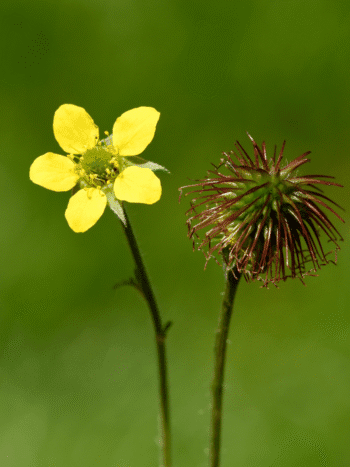 Kyläkellukka (Geum urbanum)