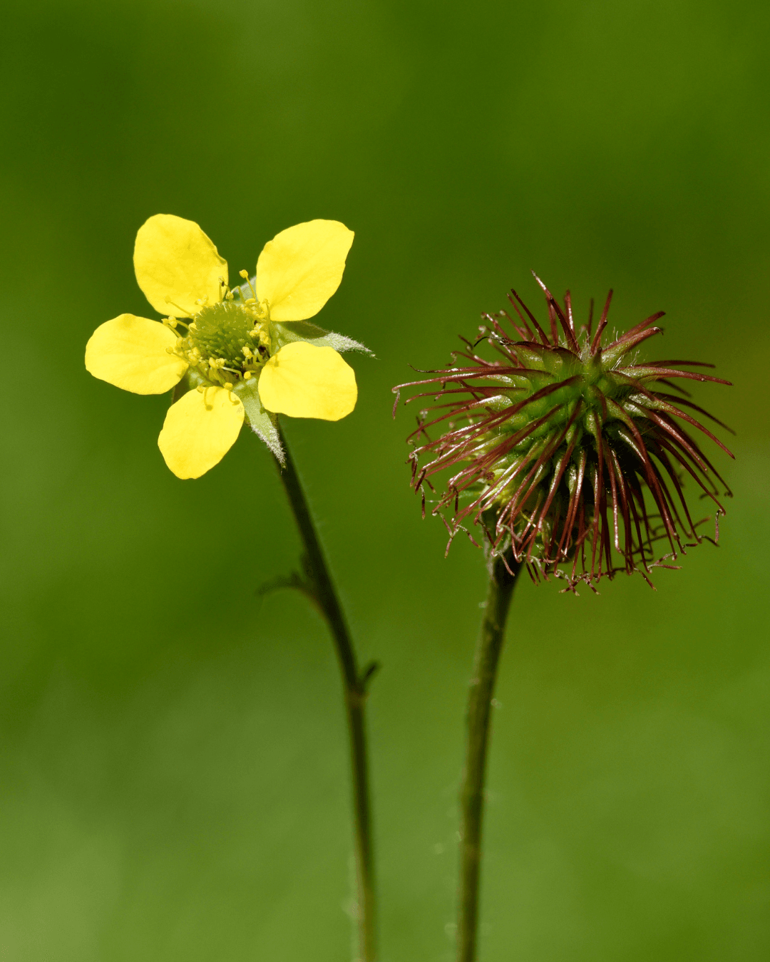 Kyläkellukka (Geum urbanum)