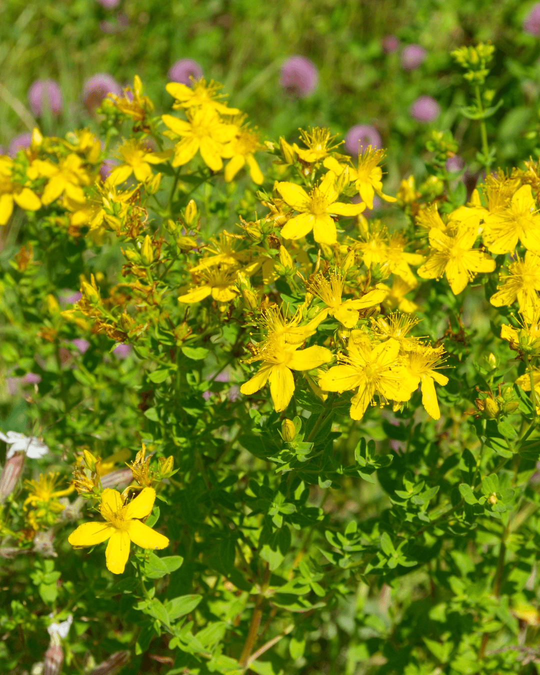 Mäkikuisma (Hypericum perforatum) - Image 2