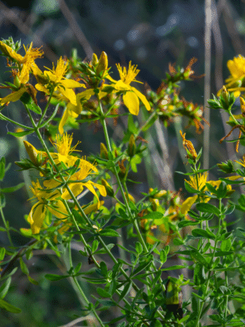 Mäkikuisma (Hypericum perforatum)