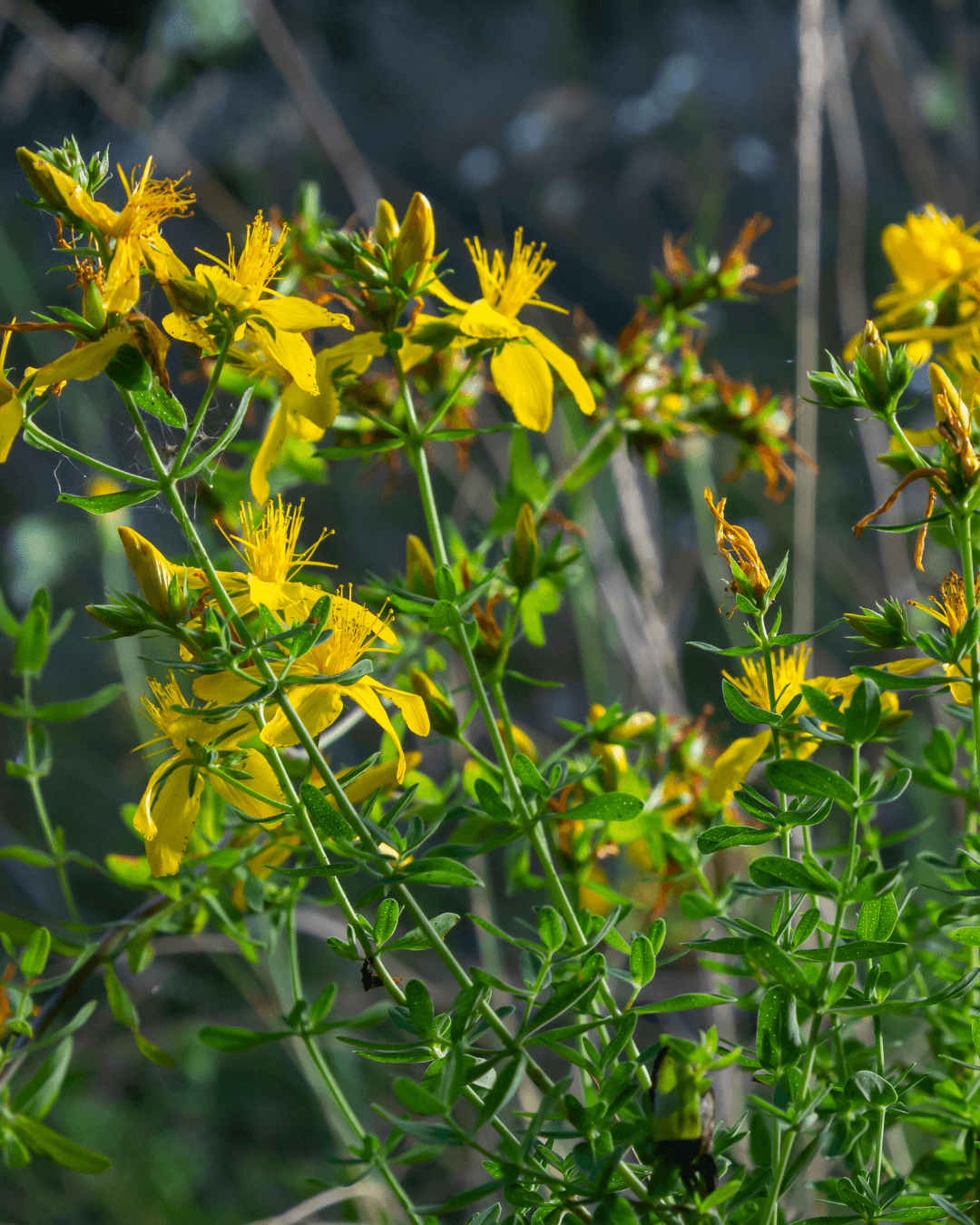Mäkikuisma (Hypericum perforatum)