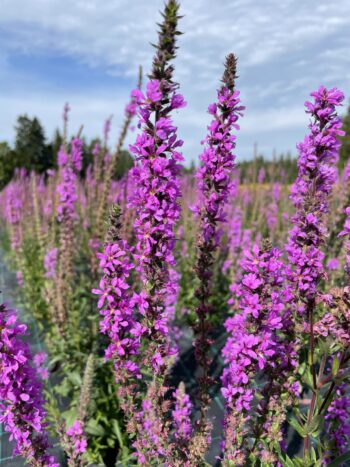 Rantakukka (Lythrum salicaria)