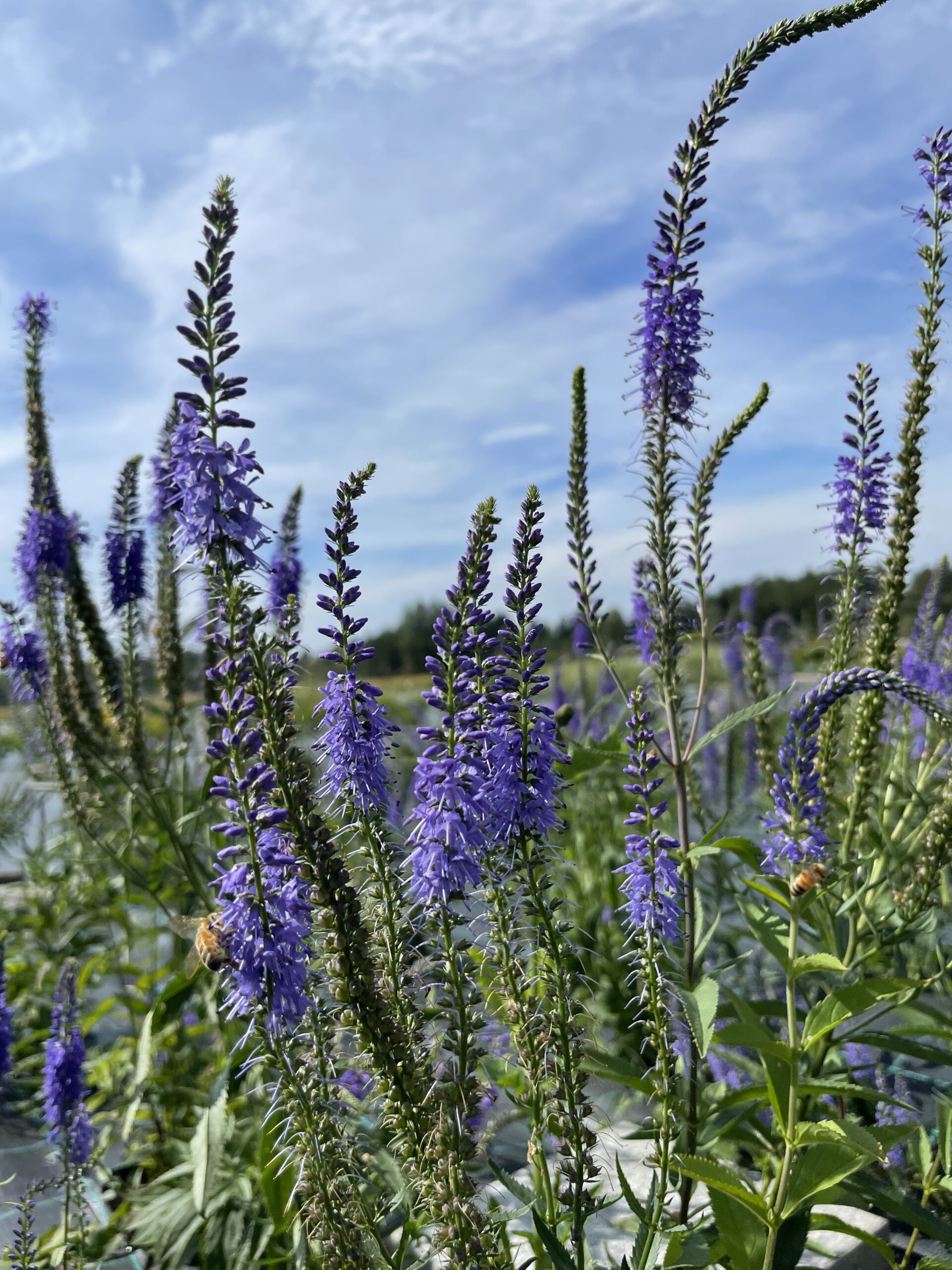 Rantatädyke (Veronica longifolia)