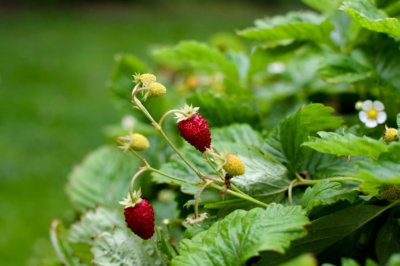 Ahomansikka, Metsämansikka, Fragaria vesca
