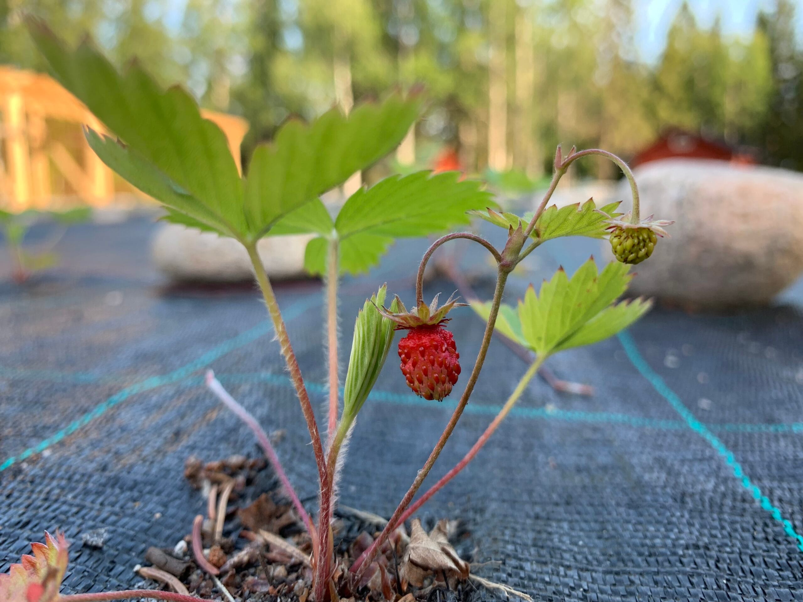 Ahomansikka, Metsämansikka, Fragaria vesca