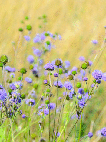 Purtojuuri (Succisa pratensis)