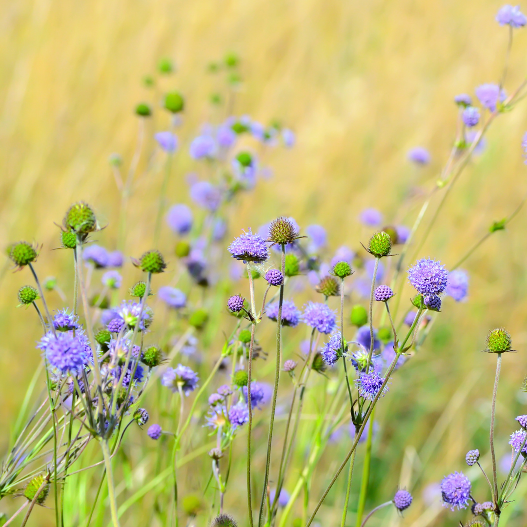 Purtojuuri (Succisa pratensis)