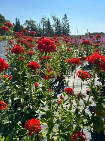 Palavarakkaus (Lychnis chalcedonica)
