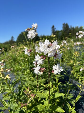 Suopayrtti (Saponaria officinalis)