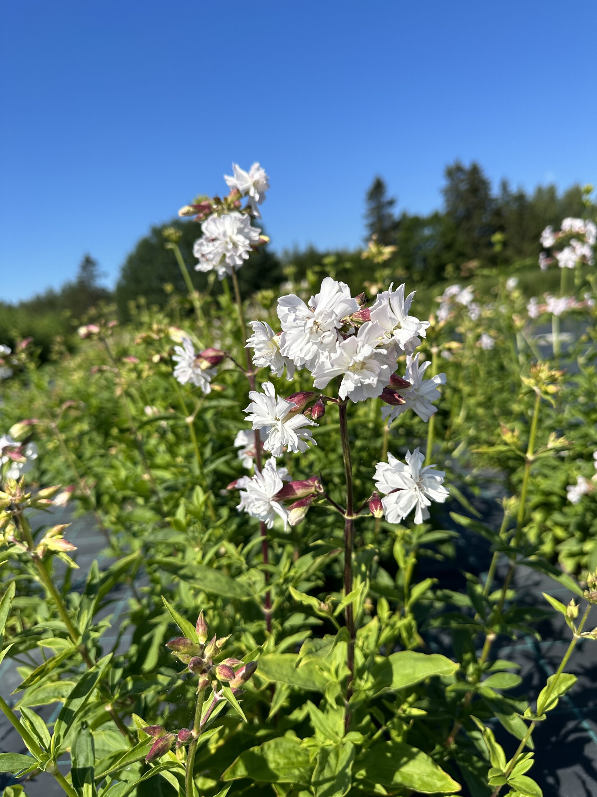 Suopayrtti (Saponaria officinalis)