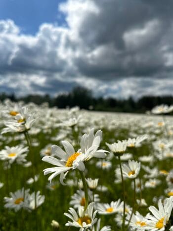 Päivänkakkara (Leucanthemum vulgare)