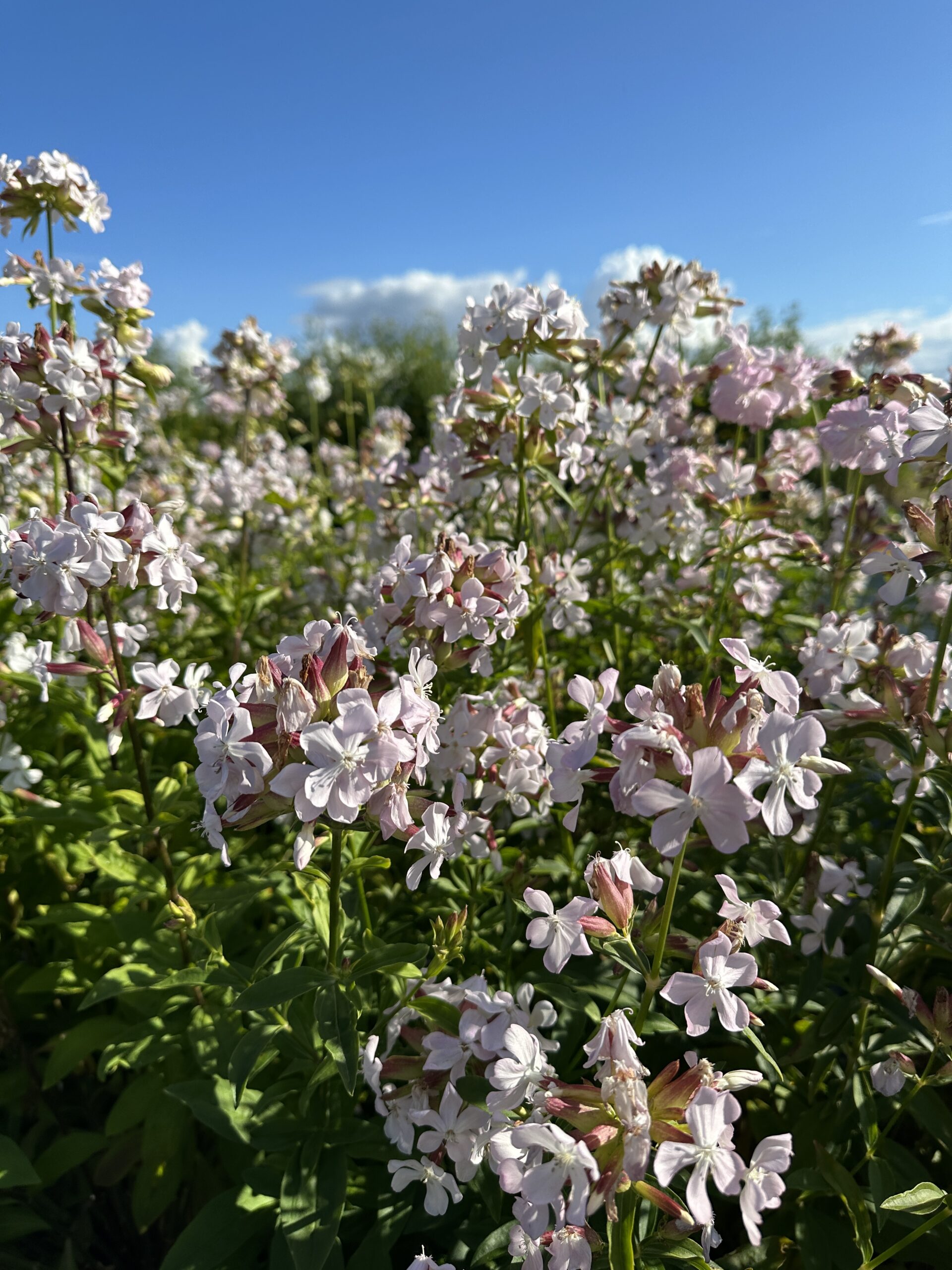 Suopayrtti (Saponaria officinalis) - Image 2