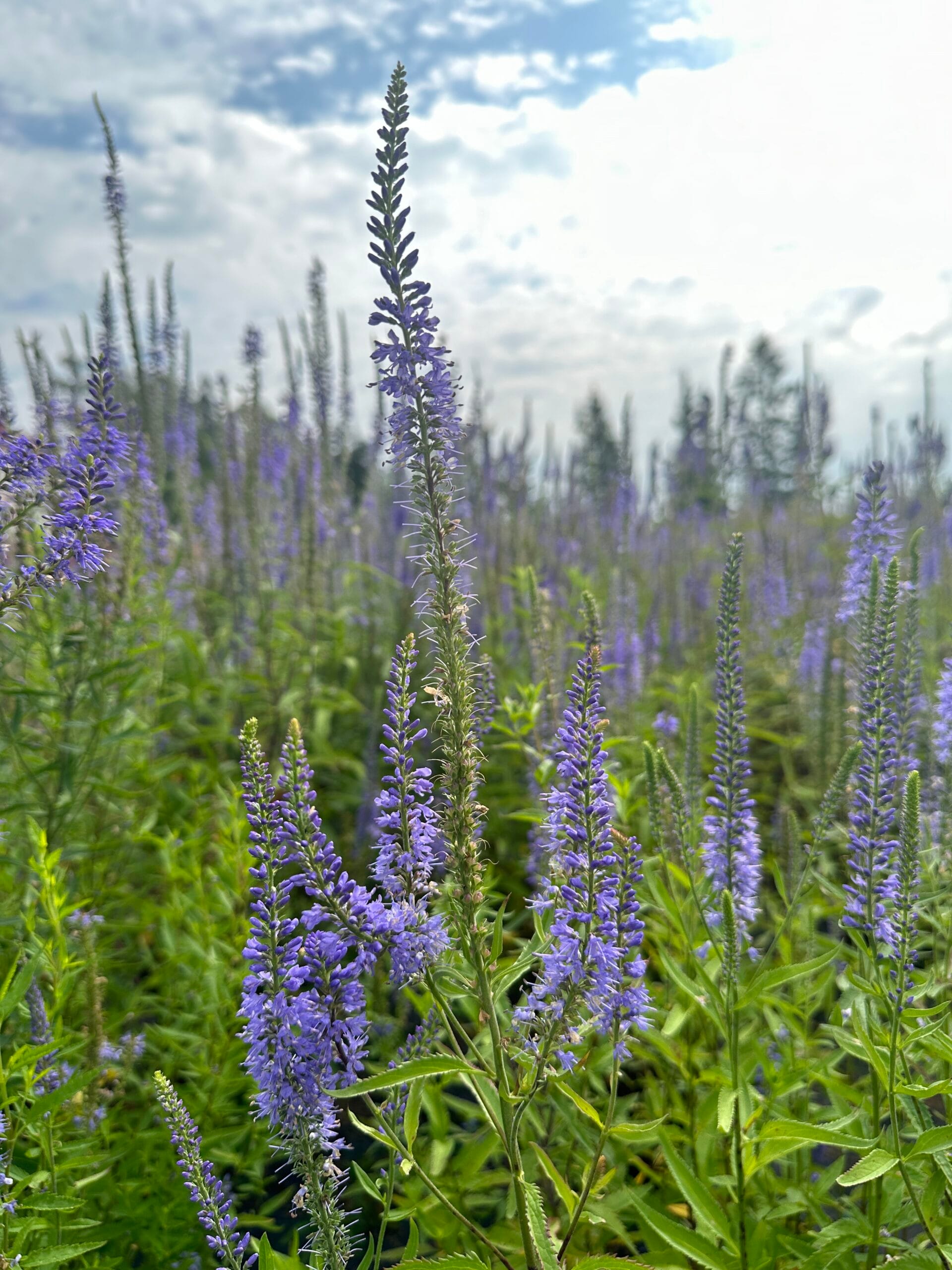Rantatädyke (Veronica longifolia) - Image 2