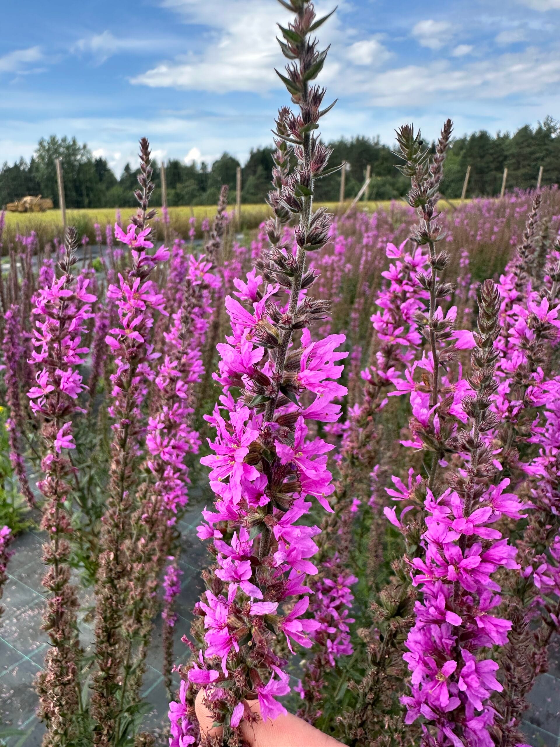 Rantakukka (Lythrum salicaria) - Image 2