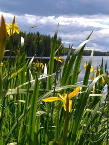 Keltakurjenmiekka (Iris pseudocorus) - keltainen