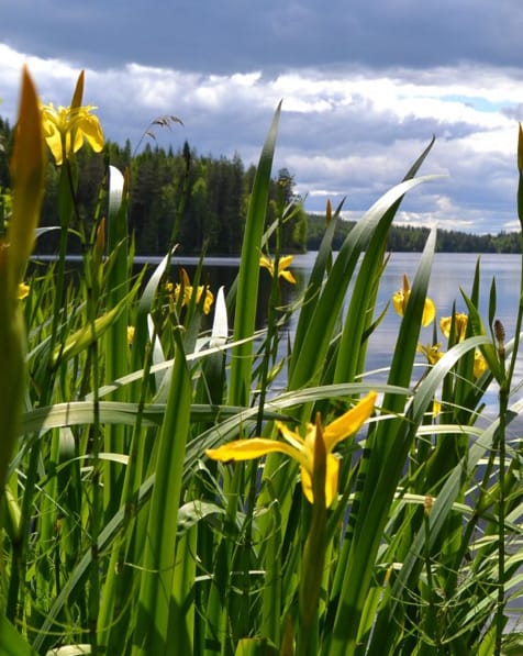 Keltakurjenmiekka (Iris pseudocorus) - keltainen