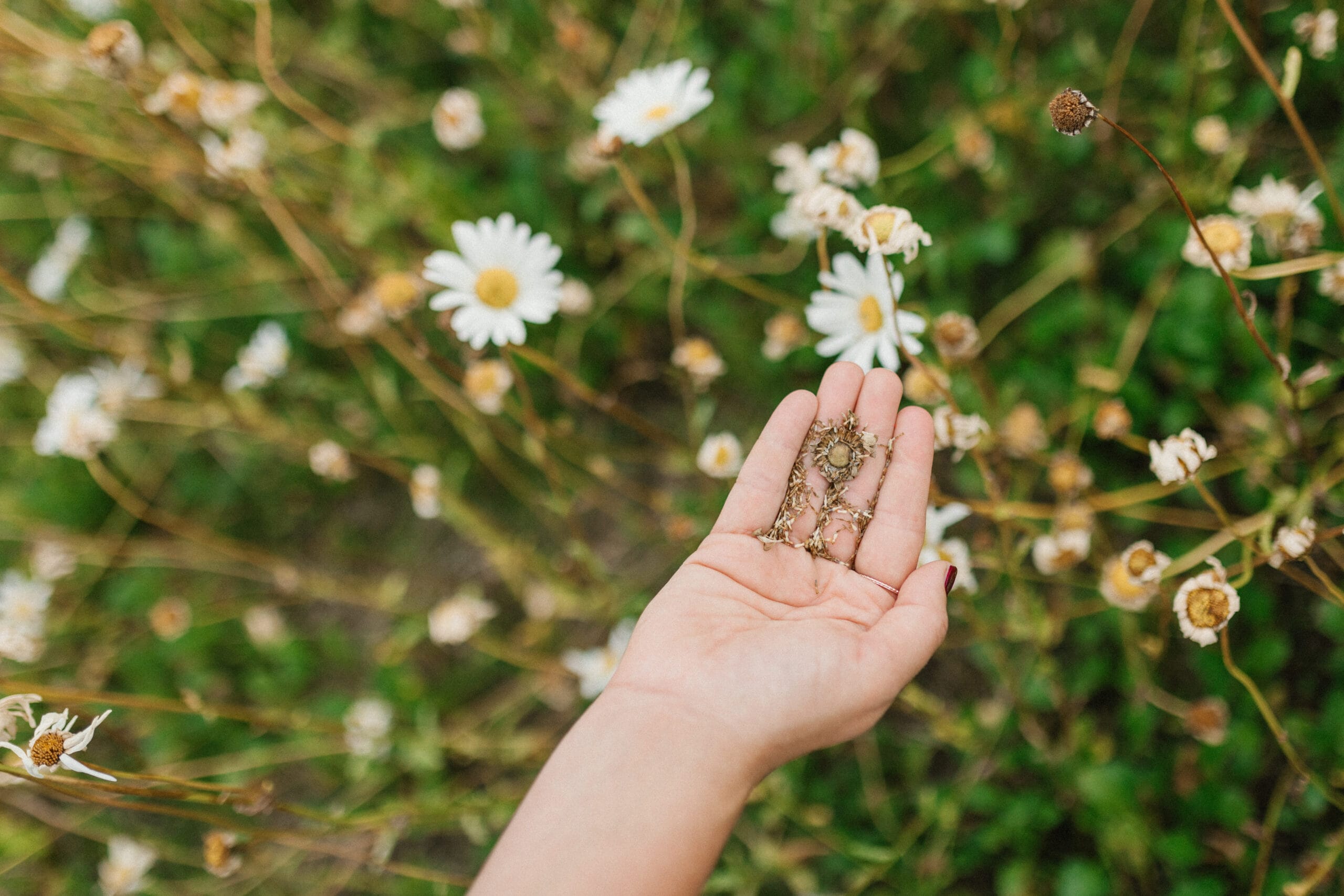 Päivänkakkara (Leucanthemum vulgare) - Image 2