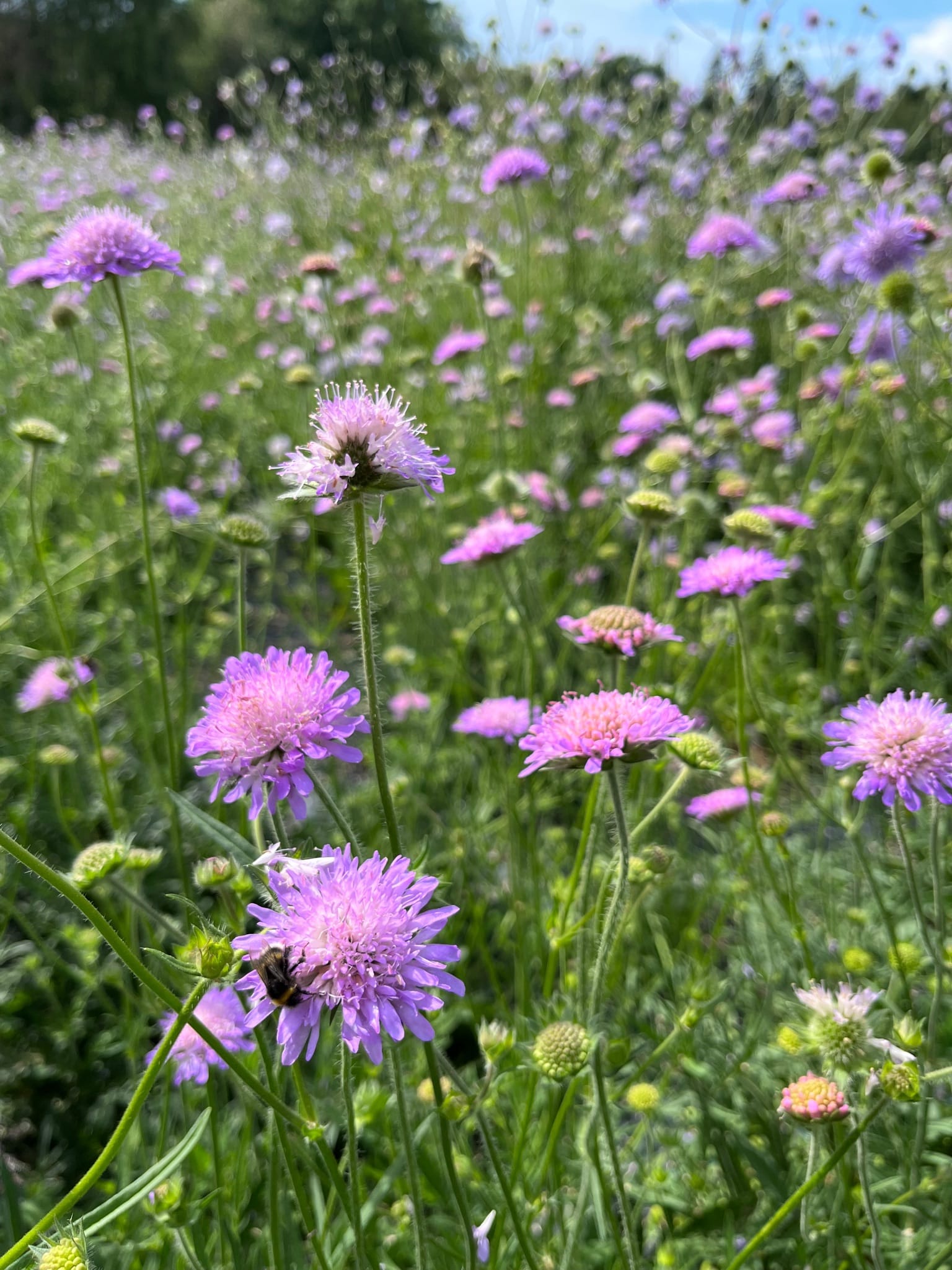 Ruusuruoho (Knautia arvensis)