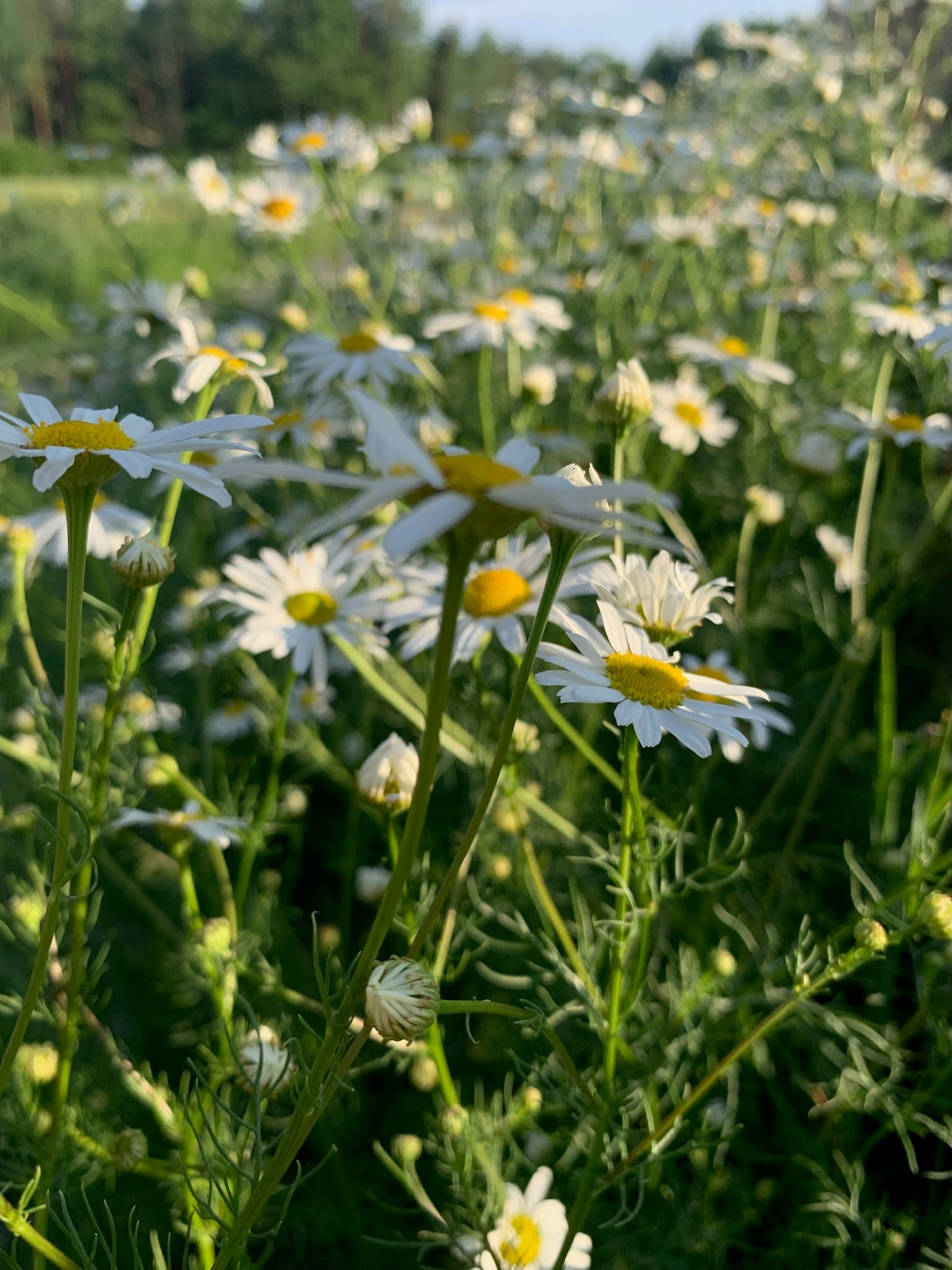 Päivänkakkara (Leucanthemum vulgare) - Image 4