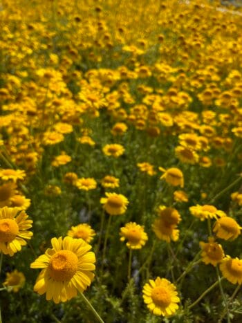 Keltasauramo (Cota tinctoria)