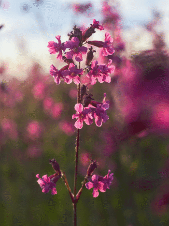 Mäkitervakko (Lychnis viscaria)