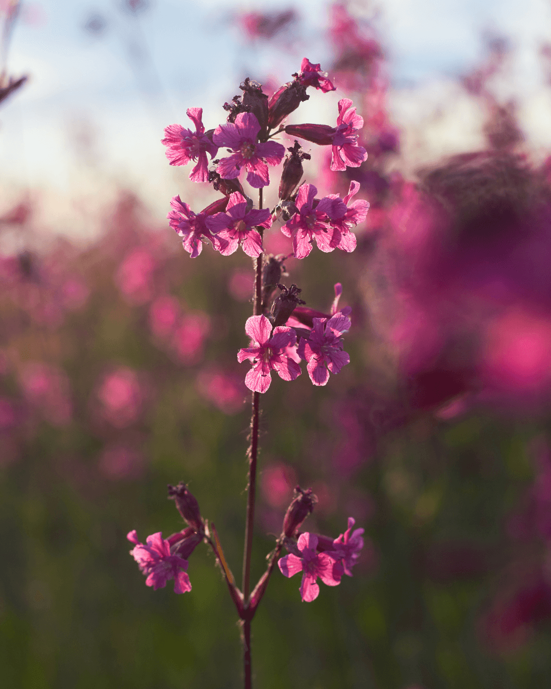Mäkitervakko (Lychnis viscaria)
