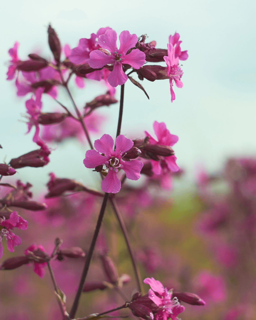 Mäkitervakko (Lychnis viscaria) - Image 2