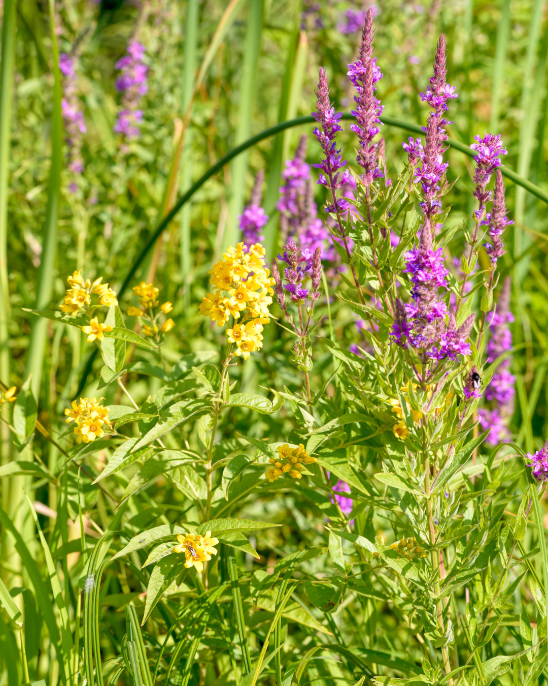 Ranta-alpi (Lysimachia vulgaris) - Image 2