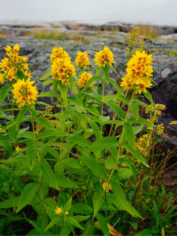 Ranta-alpi (Lysimachia vulgaris)