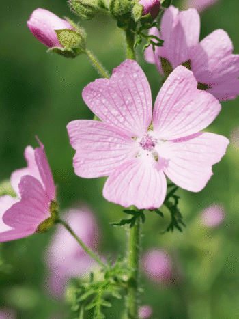 Myskimalva (Malva moschata)