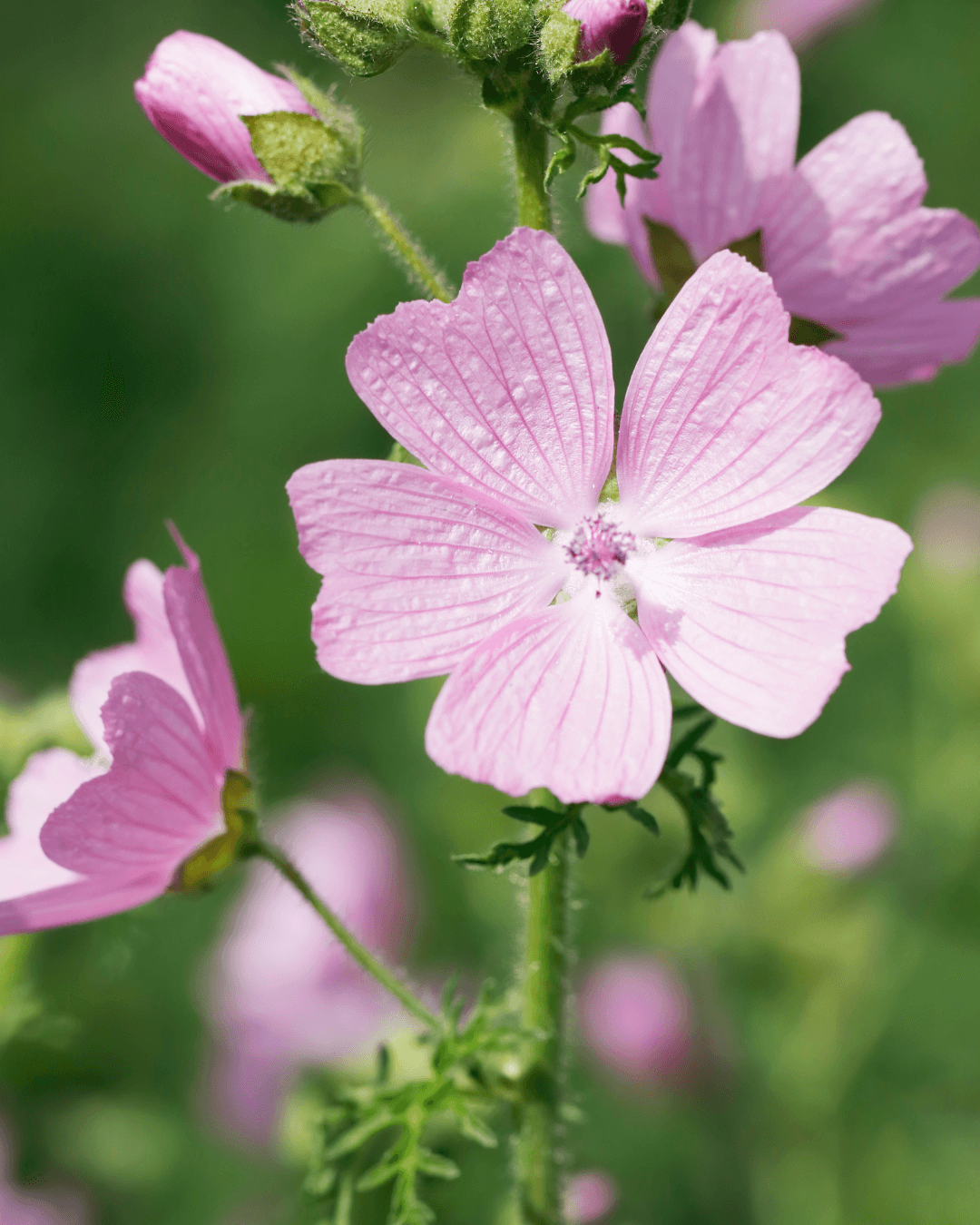 Myskimalva (Malva moschata)