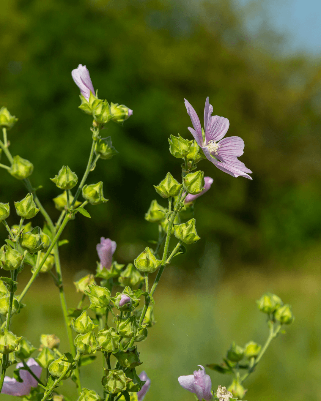 Myskimalva (Malva moschata) - Image 2