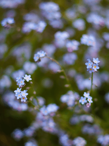 Luhtalemmikki (Myosotis scorpioides)